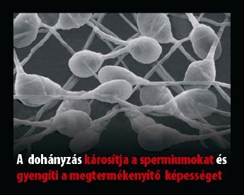 Hungary 2012 Health Effects sex - bio image, damage sperm and decrease fertility